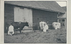 Lypsylehmiä, 1910
