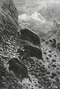 Myskihärät, Edouard Rioun puupiirros (1833-1900) tekijältä Blaise Nicolas Le Sueur