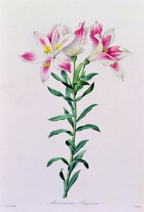 Alstroemeria Peregrina (värillinen kaiverrus) tekijältä Pierre Joseph Redouté