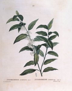 Andromeda acuminata Henry Louis Duhamel du Monceau, Pierre Joseph Redoutén kasvitieteellinen levy tekijältä Pierre Joseph Redouté