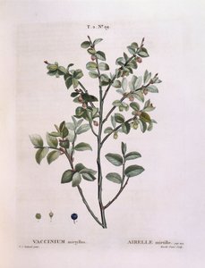 Mustika (Vaccinium myrtillus), Henry Louis Duhamel du Monceau, Pierre Joseph Redoutén kasvitieteellinen levy tekijältä Pierre Joseph Redouté