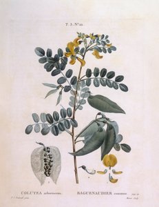 Virtsarakko Senna (Colutea arborescence), Henry Louis Duhamel du Monceau, Pierre Joseph Redoutén kasvitieteellinen levy tekijältä Pierre Joseph Redouté
