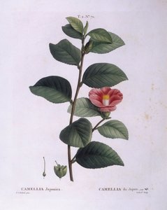 Camellia (Camellia japonica), Henry Louis Duhamel du Monceau, Pierre Joseph Redoutén kasvitieteellinen levy tekijältä Pierre Joseph Redouté