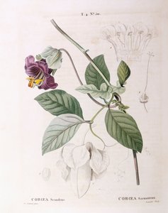 Kuppi ja lautanen viiniköynnös (Cobaea scandens), Henry Louis Duhamel du Monceau, Pierre Joseph Redoutén kasvitieteellinen levy tekijältä Pierre Joseph Redouté