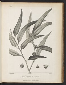 Eucalyptus Globulus Jacques-Julien Houtou de La Billardièren kirjasta "Kertomus matkasta etsimään La Perousetta" tekijältä Pierre Joseph Redouté