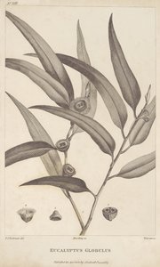 Eucalyptus Globulus Jacques-Julien Houtou de La Billardièren kirjasta "Kertomus matkasta etsimään La Perousetta" tekijältä Pierre Joseph Redouté