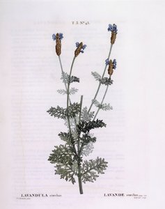 Ranskalainen laventeli (Lavandula stoechas), Henry Louis Duhamel du Monceau, Pierre Joseph Redoutén kasvitieteellinen levy tekijältä Pierre Joseph Redouté