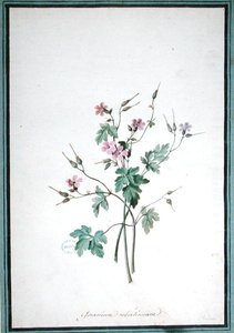 Geranium Robertianum (akvarelli) tekijältä Pierre Joseph Redouté