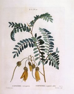 Kowhai (Sophora tetraptera tai Edwardsia grandiflora), Henry Louis Duhamel du Monceau, Pierre Joseph Redoutén kasvitieteellinen levy tekijältä Pierre Joseph Redouté