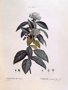 Laurustinus (Viburnum tinus), Henry Louis Duhamel du Monceau, Pierre Joseph Redoutén kasvitieteellinen levy tekijältä Pierre Joseph Redouté