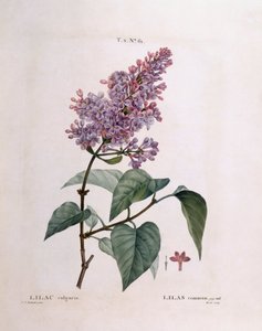 Lila (Syringa vulgaris), Henry Louis Duhamel du Monceau, Pierre Joseph Redoutén kasvitieteellinen levy tekijältä Pierre Joseph Redouté