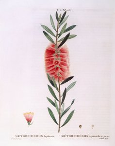 Metrosideros Lophanta Henry Louis Duhamel du Monceau, Pierre Joseph Redoutén kasvitieteellinen levy tekijältä Pierre Joseph Redouté