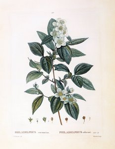 Pila-appelsiini (Philadelphus coronarius), Henry Louis Duhamel du Monceau, Pierre Joseph Redoutén kasvitieteellinen levy tekijältä Pierre Joseph Redouté