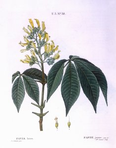 Pavia lutea Henry Louis Duhamel du Monceau, Pierre Joseph Redoutén kasvitieteellinen levy tekijältä Pierre Joseph Redouté