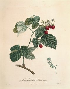 Pierre Joseph Redouten vadelma (1759-1840) tekijältä Pierre Joseph Redouté