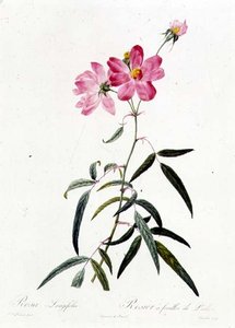 Rosa Longifolia tekijältä Pierre Joseph Redouté