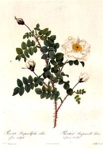 Rosa Pimpinellifolia Alba Flore Multiplei tekijältä Pierre Joseph Redouté