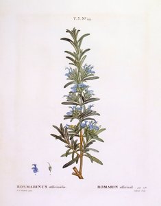Rosmariini (Rosmarinus officinalis), Henry Louis Duhamel du Monceau, Pierre Joseph Redoutén kasvitieteellinen levy tekijältä Pierre Joseph Redouté