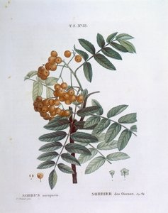 Pihlaja tai vuoristokuusama (Sorbus aucuparia), Henry Louis Duhamel du Monceau, Pierre Joseph Redoutén kasvitieteellinen taulu. tekijältä Pierre Joseph Redouté