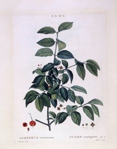 Kara (Euonymus verrucosus), Henry Louis Duhamel du Monceau, Pierre Joseph Redoutén kasvitieteellinen levy tekijältä Pierre Joseph Redouté