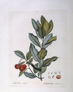 Mansikkapuu (Arbutus unedo), Henry Louis Duhamel du Monceau, Pierre Joseph Redoutén kasvitieteellinen levy tekijältä Pierre Joseph Redouté