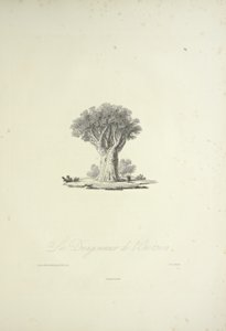 Orotavan lohikäärmepuu, kaiverrettu Bouquet, kuvitus Alexander von Humboldtin ja Aime Bonplandin teoksesta "Näkymät Cordilleraille ja Amerikan alkuperäiskansojen monumenteille" tekijältä Pierre Antoine (after) Marchais