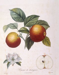 Omena "Kastanjaomena" Henry Louis Duhamel du Monceau, Pierre Antoine Poiteaun kasvitieteellinen levy