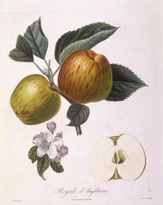 Omena "Royal of England", Henry Louis Duhamel du Monceau, Pierre Antoine Poiteaun kasvitieteellinen levy