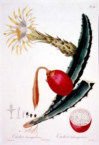 Cactus Triangularis, levy 26 Flore des Antillesin osasta 4, Francois Richard Tussac, julkaistu 1808-27 tekijältä Pierre Antoine (after) Poiteau