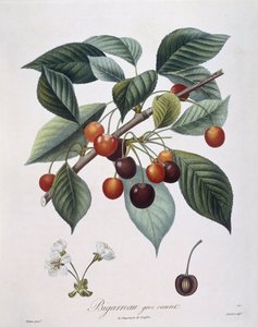 Kirsikkapuu (Prunus avium) "Bigarreau" Henry Louis Duhamel du Monceau, Pierre Antoine Poiteaun kasvitieteellinen levy