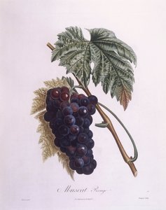 Muscat viiniköynnös (Vitis vinifera), Henry Louis Duhamel du Monceau, Pierre Antoine Poiteaun kasvitieteellinen levy tekijältä Pierre Antoine (after) Poiteau