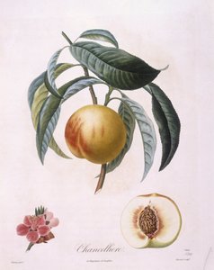 Persikka "Chancelliere" Henry Louis Duhamel du Monceau, Pierre Antoine Poiteaun kasvitieteellinen levy