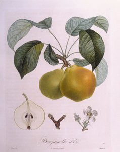 Päärynä "Bergamot" Henry Louis Duhamel du Monceau, Pierre Antoine Poiteaun kasvitieteellinen levy