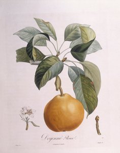Päärynä "Doyenné roux" Henry Louis Duhamel du Monceau, Pierre Antoine Poiteaun kasvitieteellinen levy