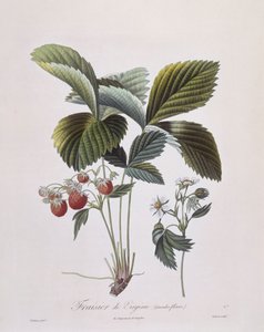 Virginia Strawberry (Fragaria virginiana), Henry Louis Duhamel du Monceau, Pierre Antoine Poiteaun kasvitieteellinen levy