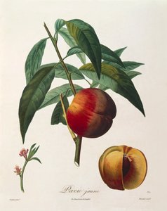 Antoine Poiteaun keltainen persikka (Pavie Jaune).