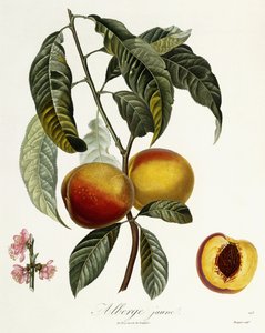 keltainen majatalo
