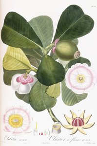 Clusia rosea, Clusier vaaleanpunaisilla kukilla, 1808-1828