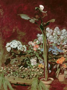 Liljat ja kasvihuonekasvit