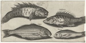 Bockfish, ahven, goby ja tuntematon kala Kalastus (sarjan nimi) Piscivm vivae -kuvakkeet (sarjan nimi)