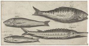 Shad, sammi, kuore ja silli Kalastus (sarjan nimi) Piscium vivae -kuvakkeet (sarjan nimi)