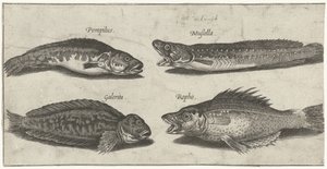 Haarukkaturska, turska, sarvimainen blenny ja musta kala Kalastus (sarjan nimi) Piscivm vivae -kuvakkeet (sarjan nimi)
