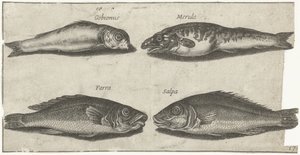 Goby, bogo, valkoturska ja toinen kala Kalastus (sarjan nimi) Piscivm vivae -kuvakkeet (sarjan nimi)