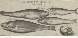 Kilohaili, karppi, keltti, pieni turska ja kuori Kalastus (sarjan nimi) Piscivm vivae -kuvakkeet (sarjan otsikko objektissa)