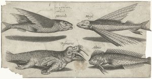 Lentävä murina, pala, blenny ja mursu Kalastus (sarjan nimi) Piscivm vivae -kuvakkeet (sarjan nimi)