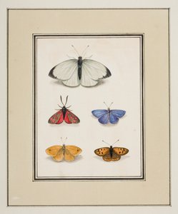Perhoset, n. 1755-65 (akvarelli paperille)