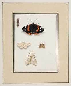 Perhoset, n. 1755-65 (akvarelli paperille) tekijältä Pierre Francois Ledoulx