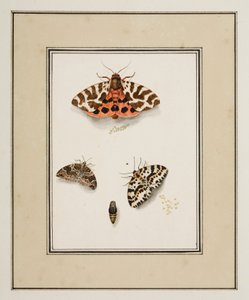 Perhoset, n. 1755-65 (akvarelli paperille)