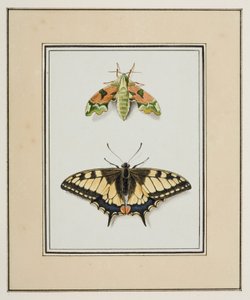 Hawk Moth ja Old World Swallowtail Butterfly, n. 1755-65 (akvarelli paperille)