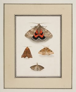 Moths, n. 1755-65 (akvarelli paperille)